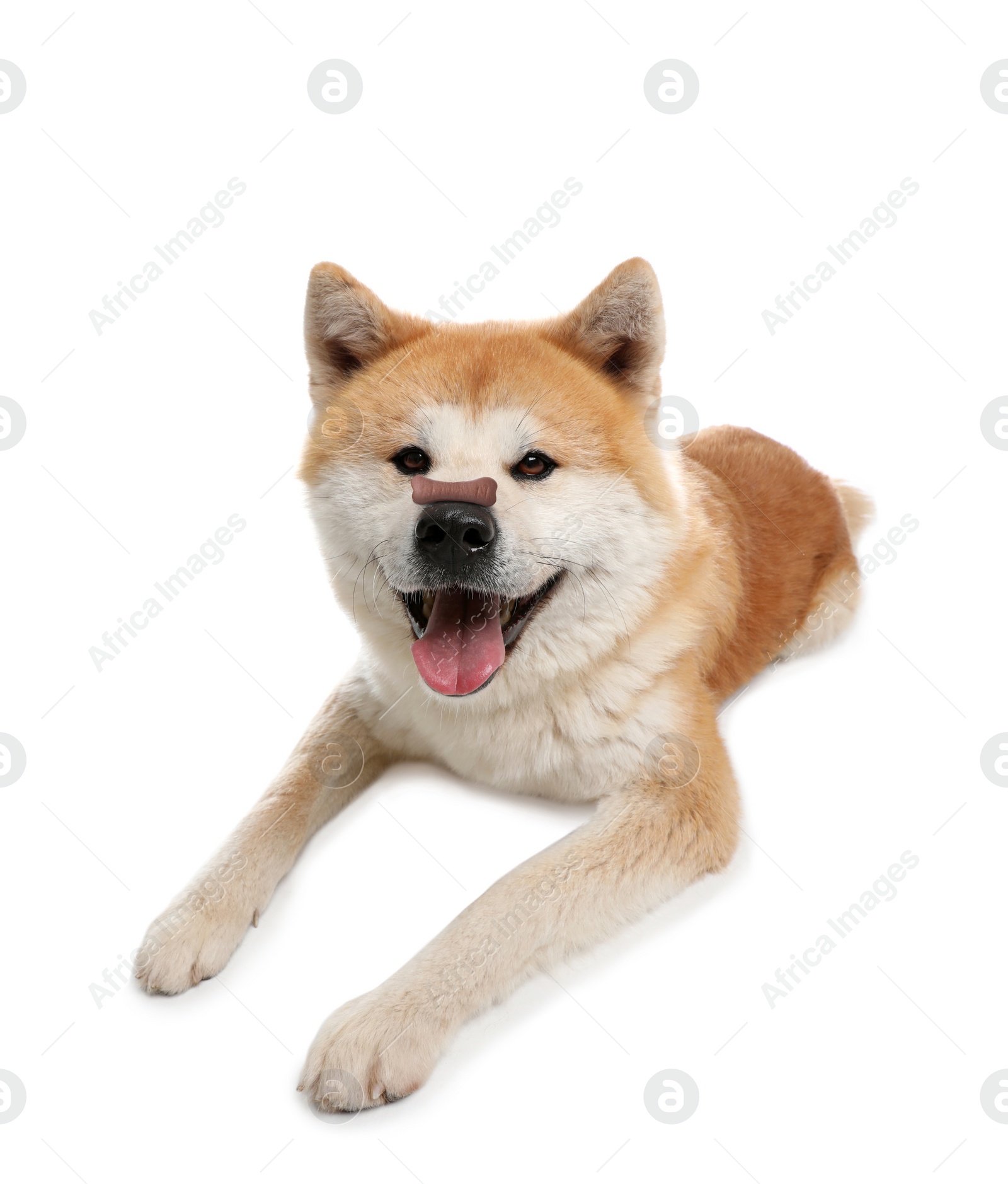 Image of Adorable dog with bone shaped cookie on nose against white background