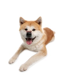 Adorable dog with bone shaped cookie on nose against white background