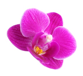 Photo of Beautiful pink orchid flower on white background