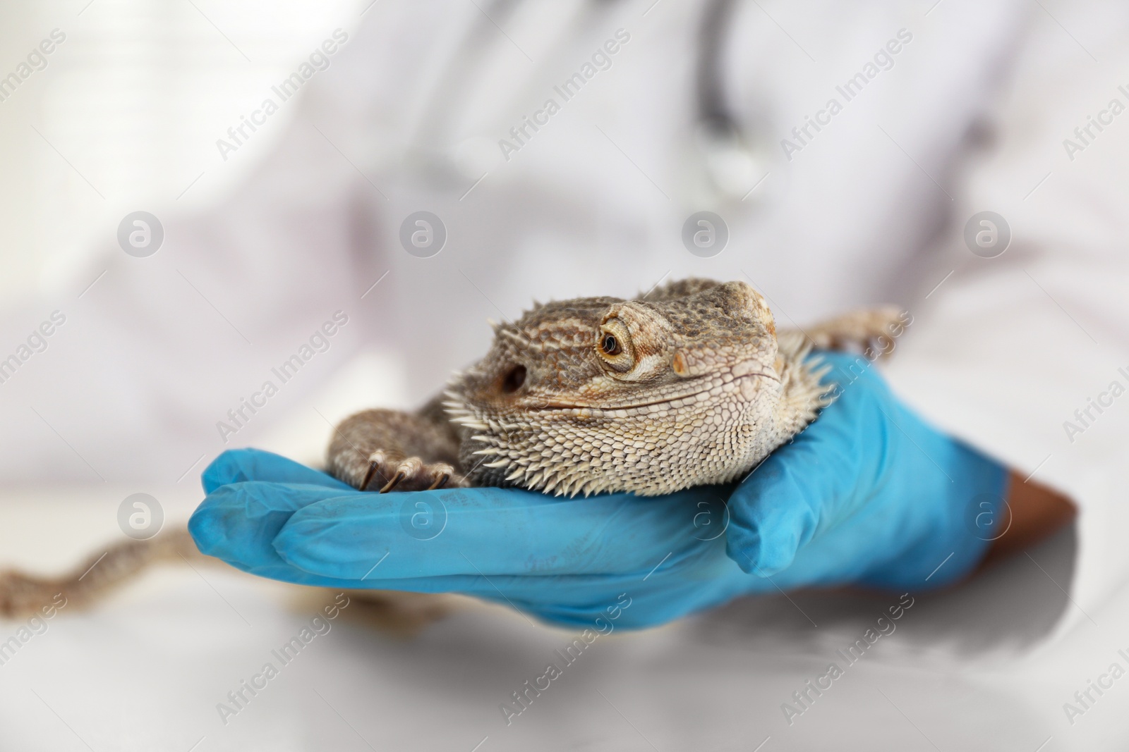 Photo of Veterinarian examining bearded lizard on table in clinic, closeup. Exotic pet