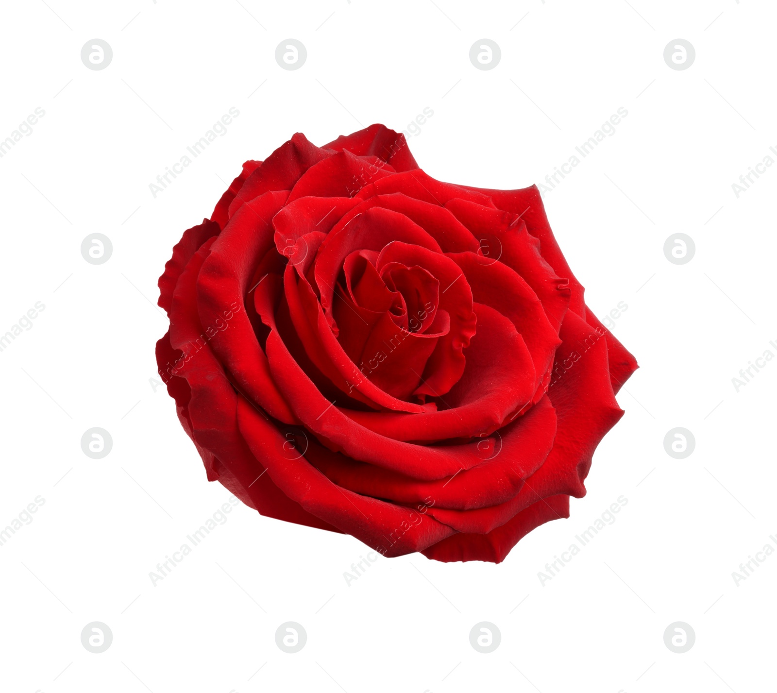 Photo of Beautiful fresh red rose isolated on white