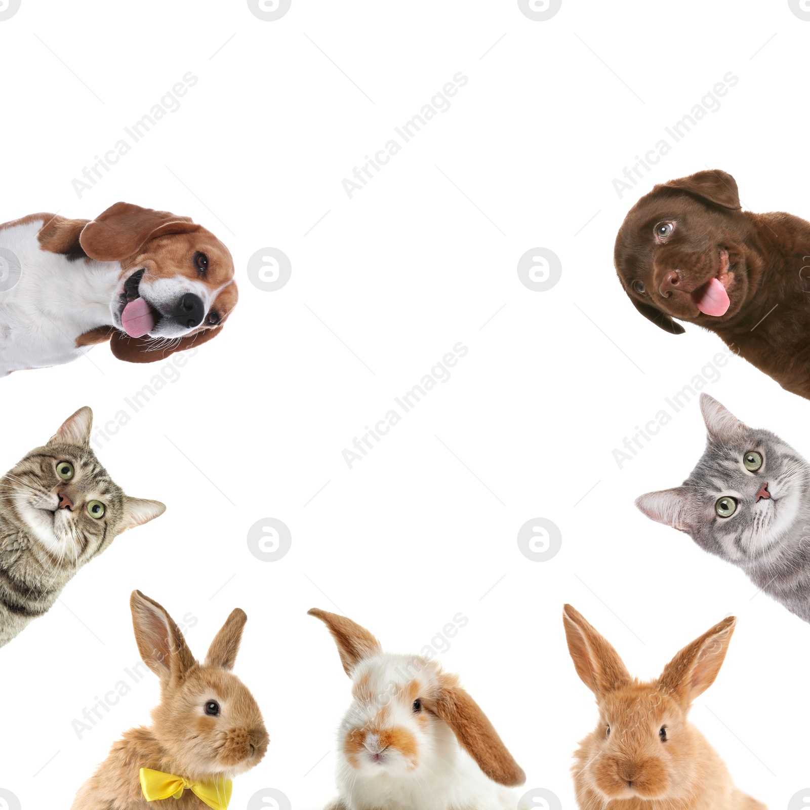 Image of Set with different cute pets on white background