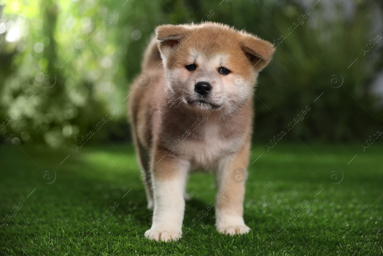 Photo of Adorable Akita Inu puppy on green grass outdoors
