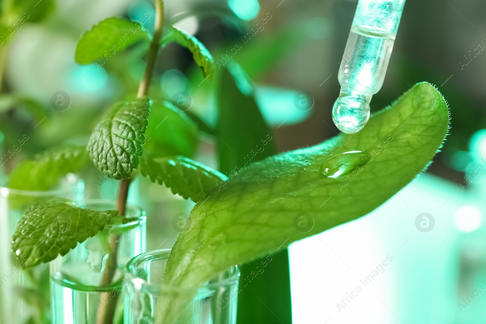 Photo of Clear liquid dropping from pipette on leaf against blurred background, closeup. Plant chemistry