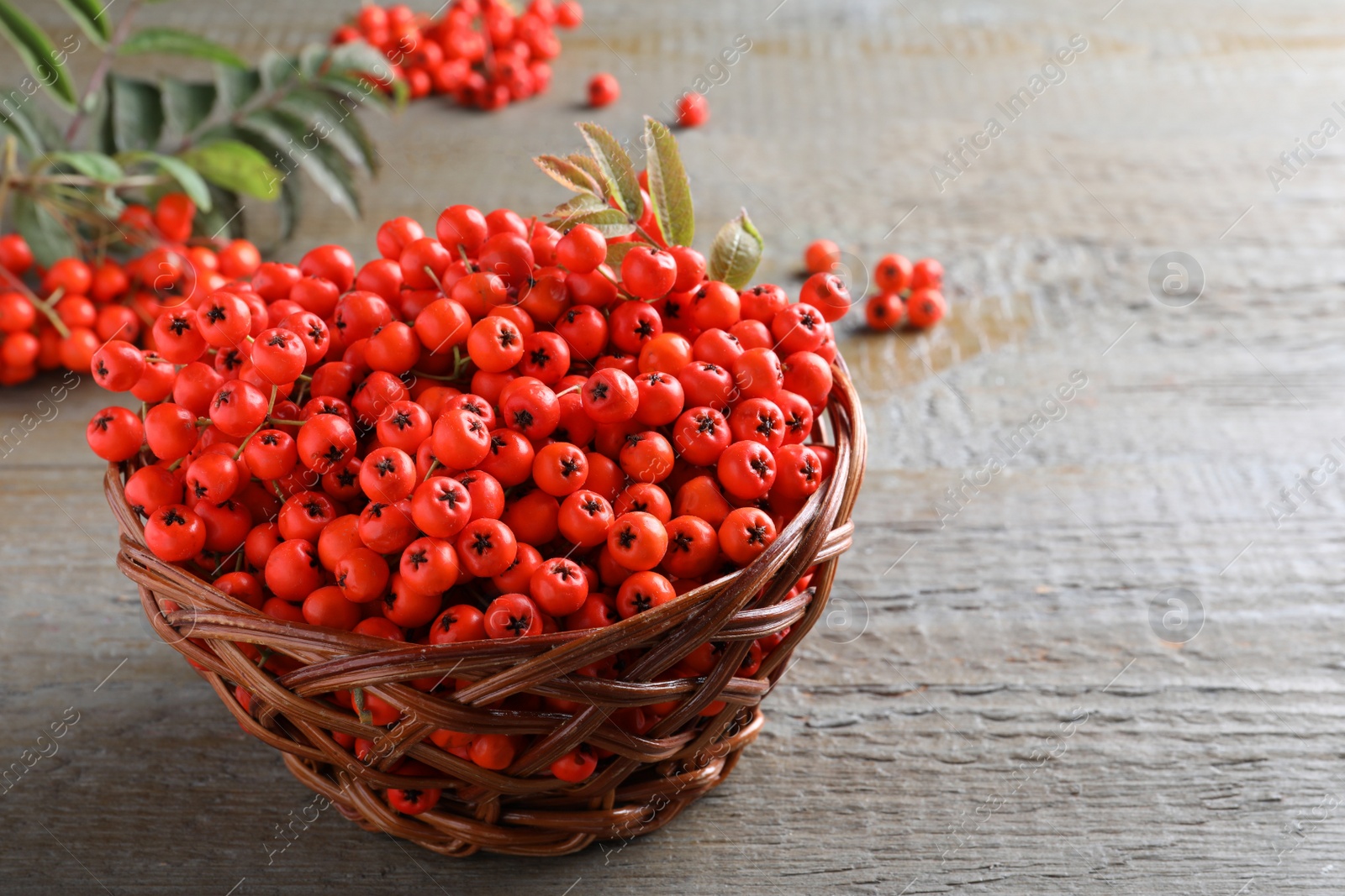 Photo of Fresh ripe rowan berries with leaves in wicker bowl on grey wooden table, space for text