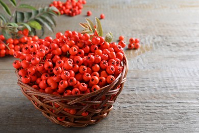 Photo of Fresh ripe rowan berries with leaves in wicker bowl on grey wooden table, space for text