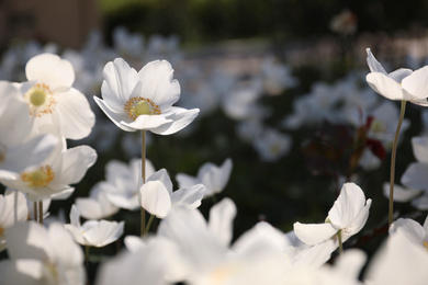 Photo of Beautiful blossoming Japanese anemone flowers outdoors on spring day