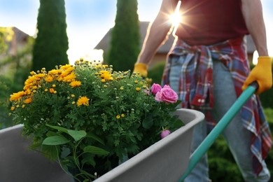 Photo of Man with wheelbarrow and flowers outdoors on sunny day, closeup. Gardening time