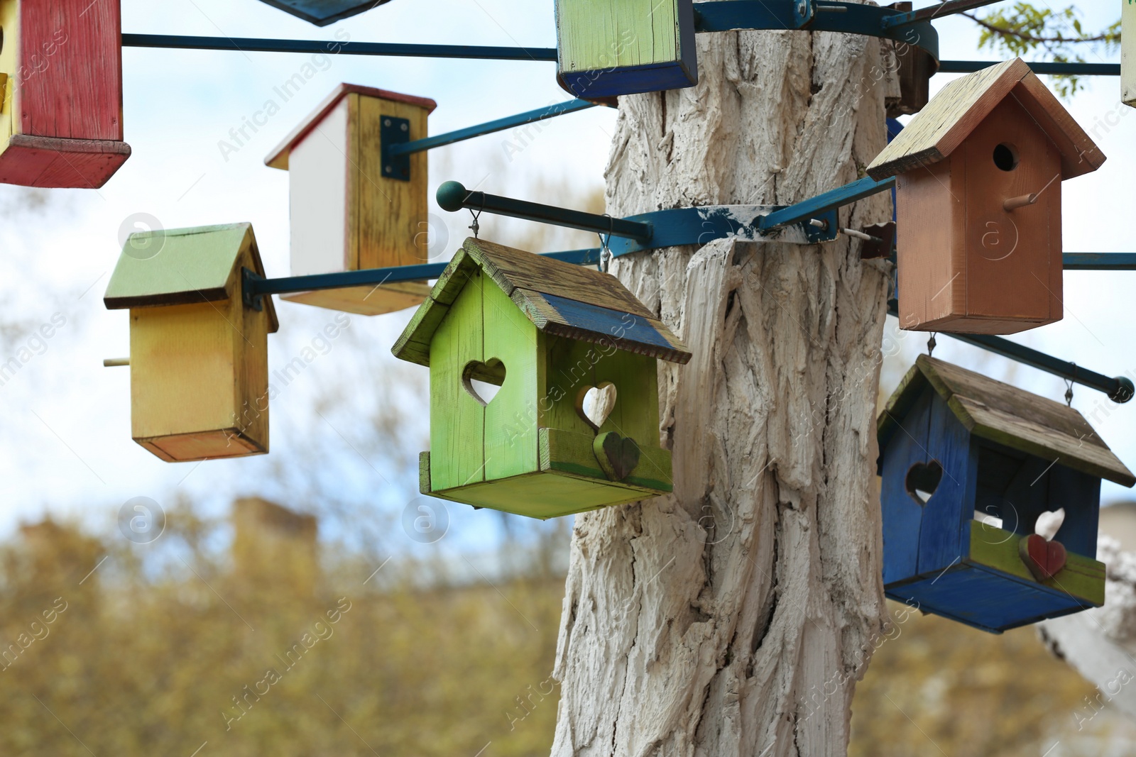 Photo of Lots of colorful wooden bird houses on tree outdoors