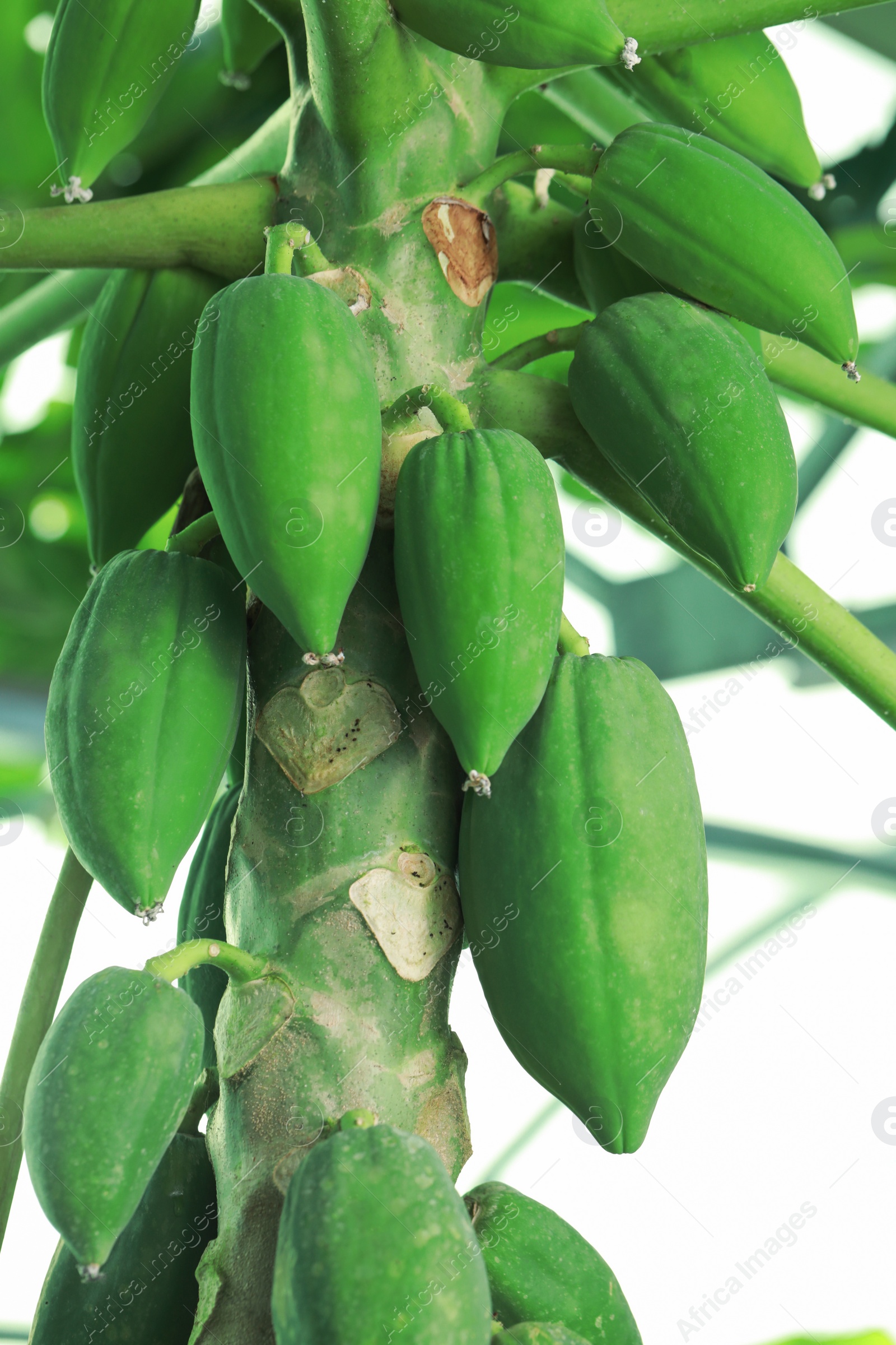 Photo of Unripe papaya fruits growing on tree outdoors, closeup view