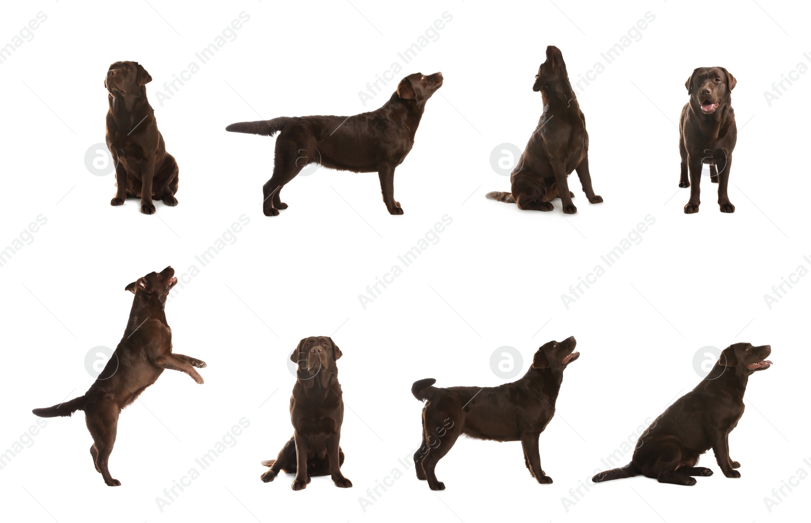 Image of Set of Chocolate Labrador Retriever dogs on white background