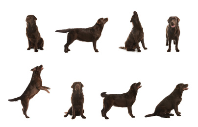 Image of Set of Chocolate Labrador Retriever dogs on white background