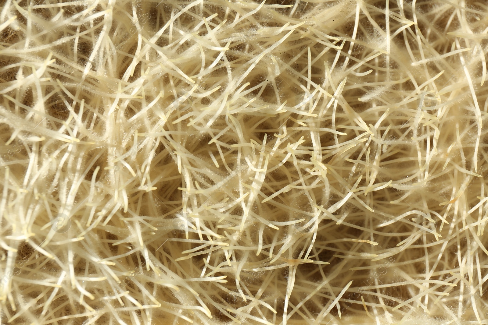 Photo of Growing microgreens. Many sprouted wheat roots as background, top view