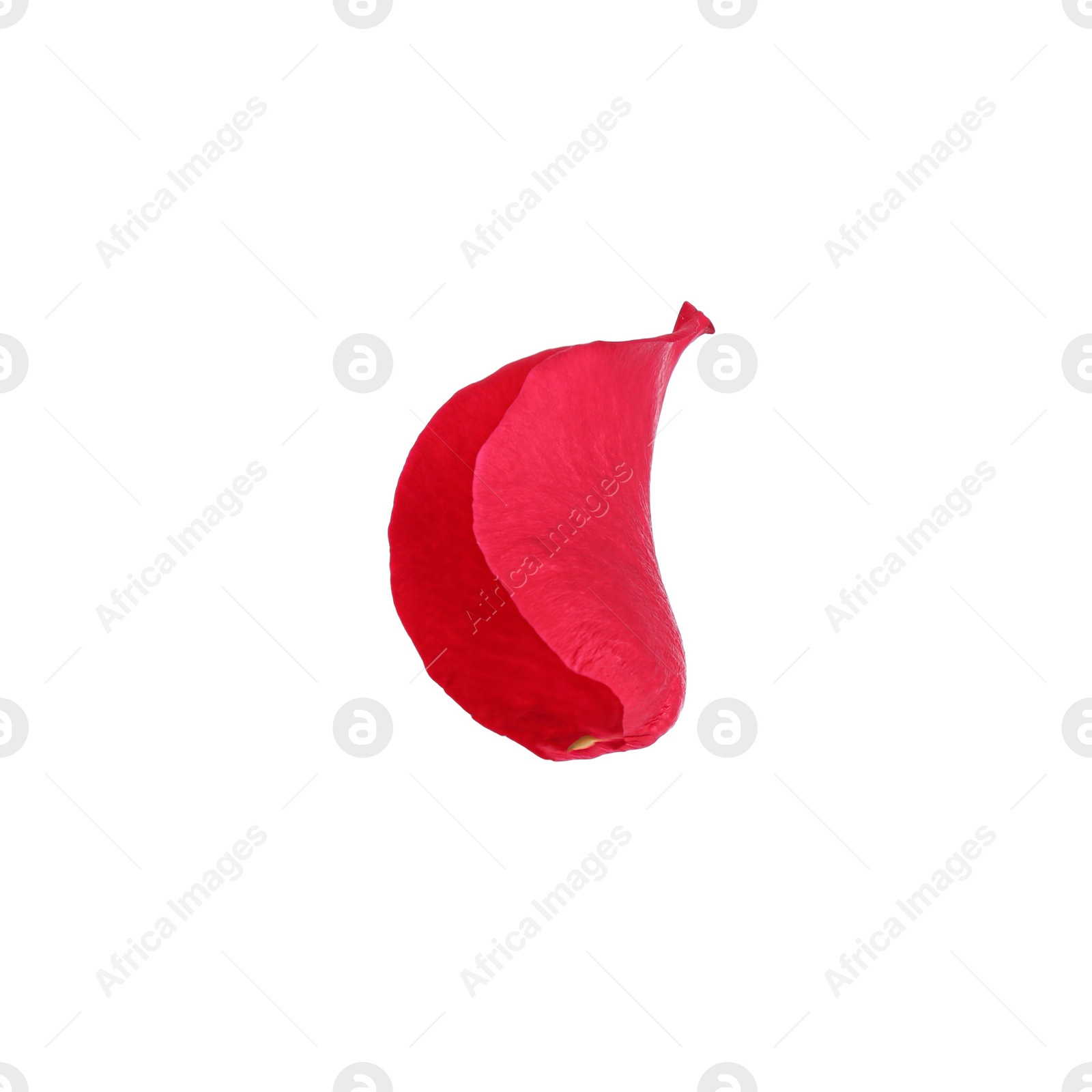 Photo of Bright red rose petal isolated on white