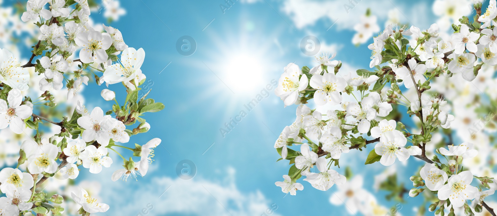 Image of Amazing spring blossom. Tree branches with beautiful flowers outdoors on sunny day, banner design 