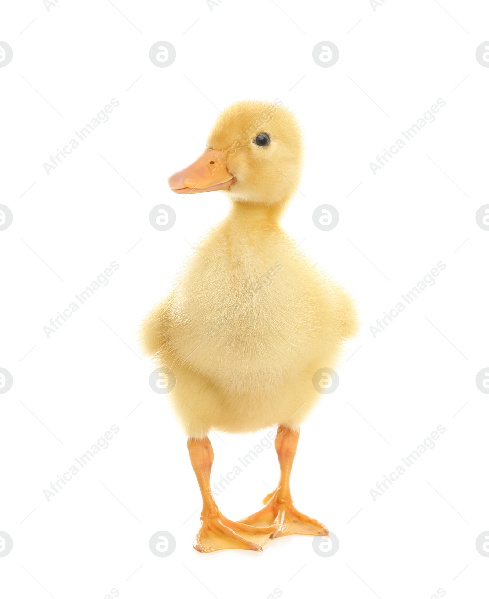 Photo of Cute fluffy baby duckling on white background