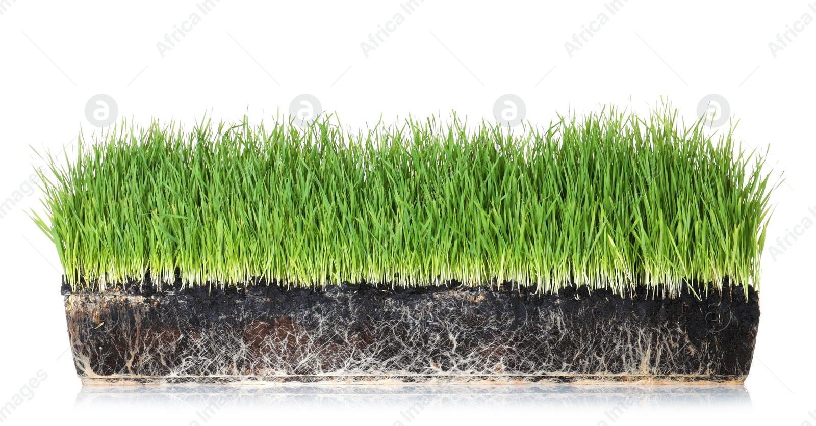 Photo of Vivid green grass in soil on white background