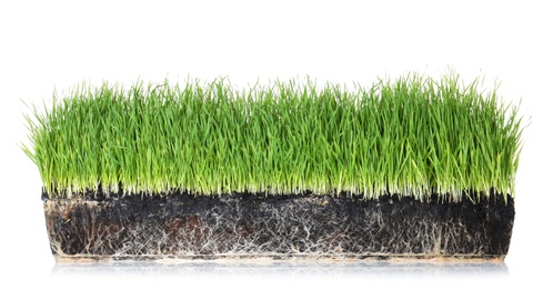 Vivid green grass in soil on white background