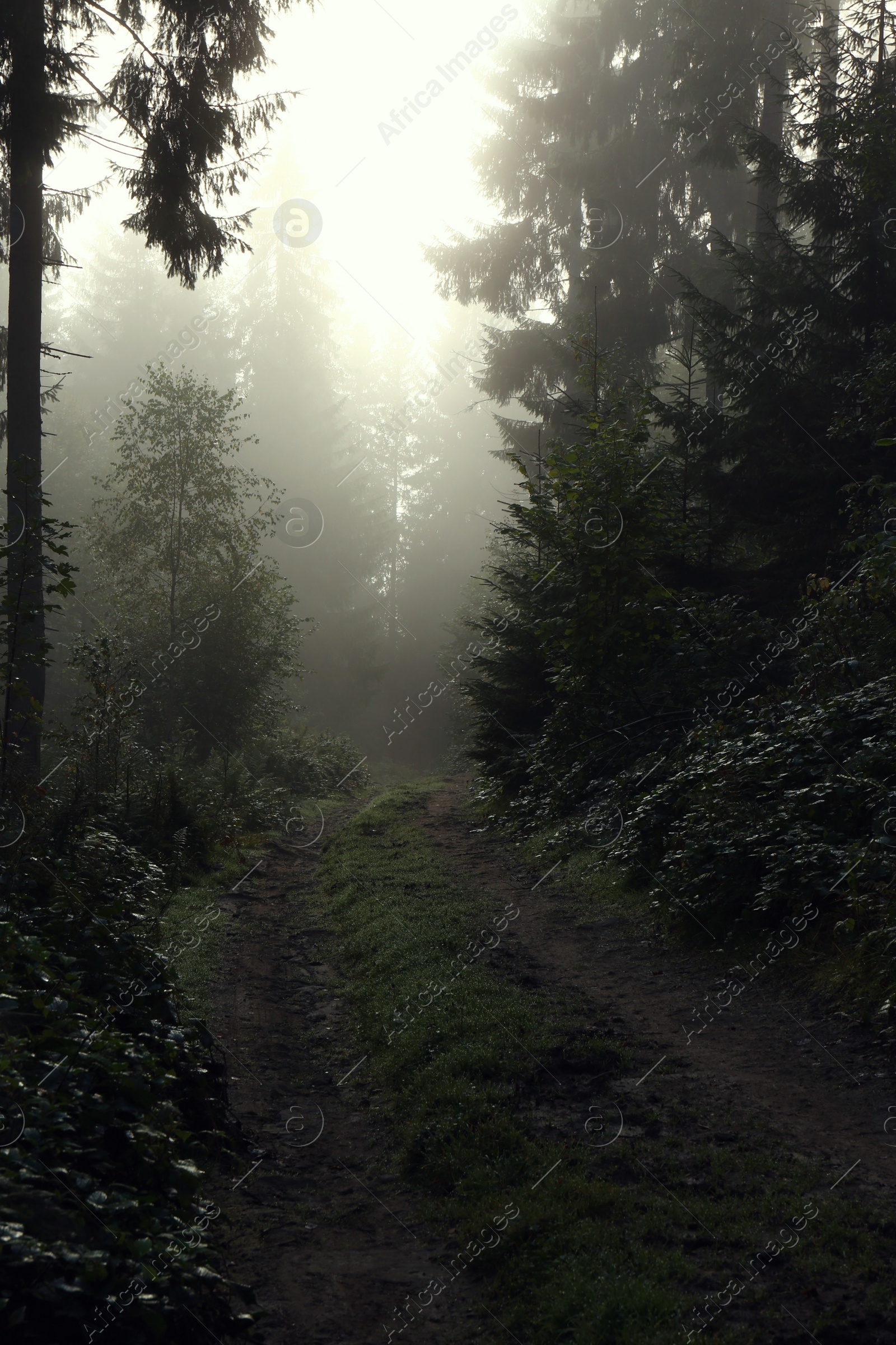 Photo of Picturesque view of path through foggy forest. Beautiful landscape