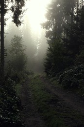 Picturesque view of path through foggy forest. Beautiful landscape