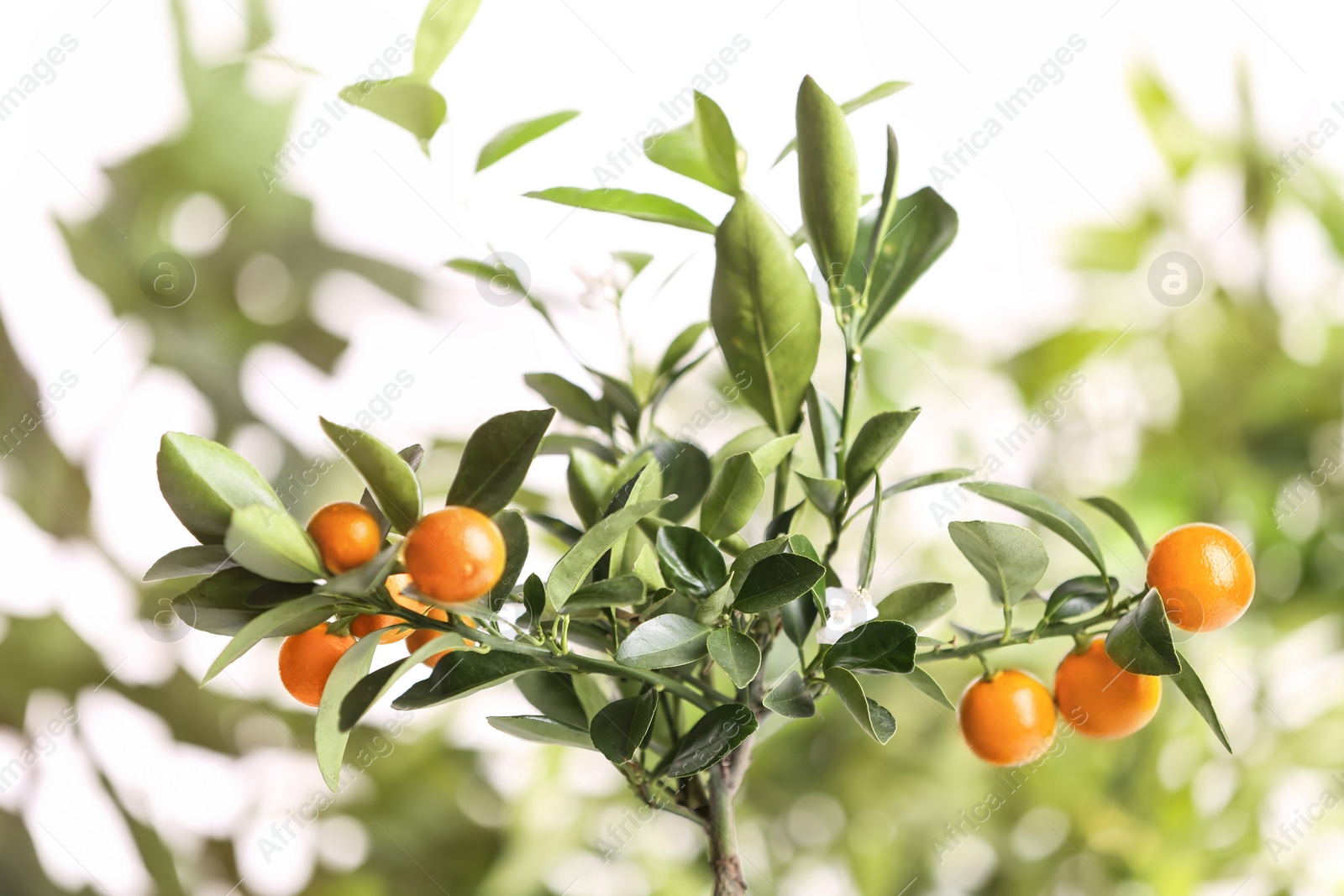 Photo of Citrus tree with fruits on blurred background. Space for text