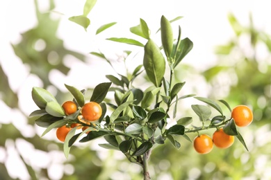 Citrus tree with fruits on blurred background. Space for text