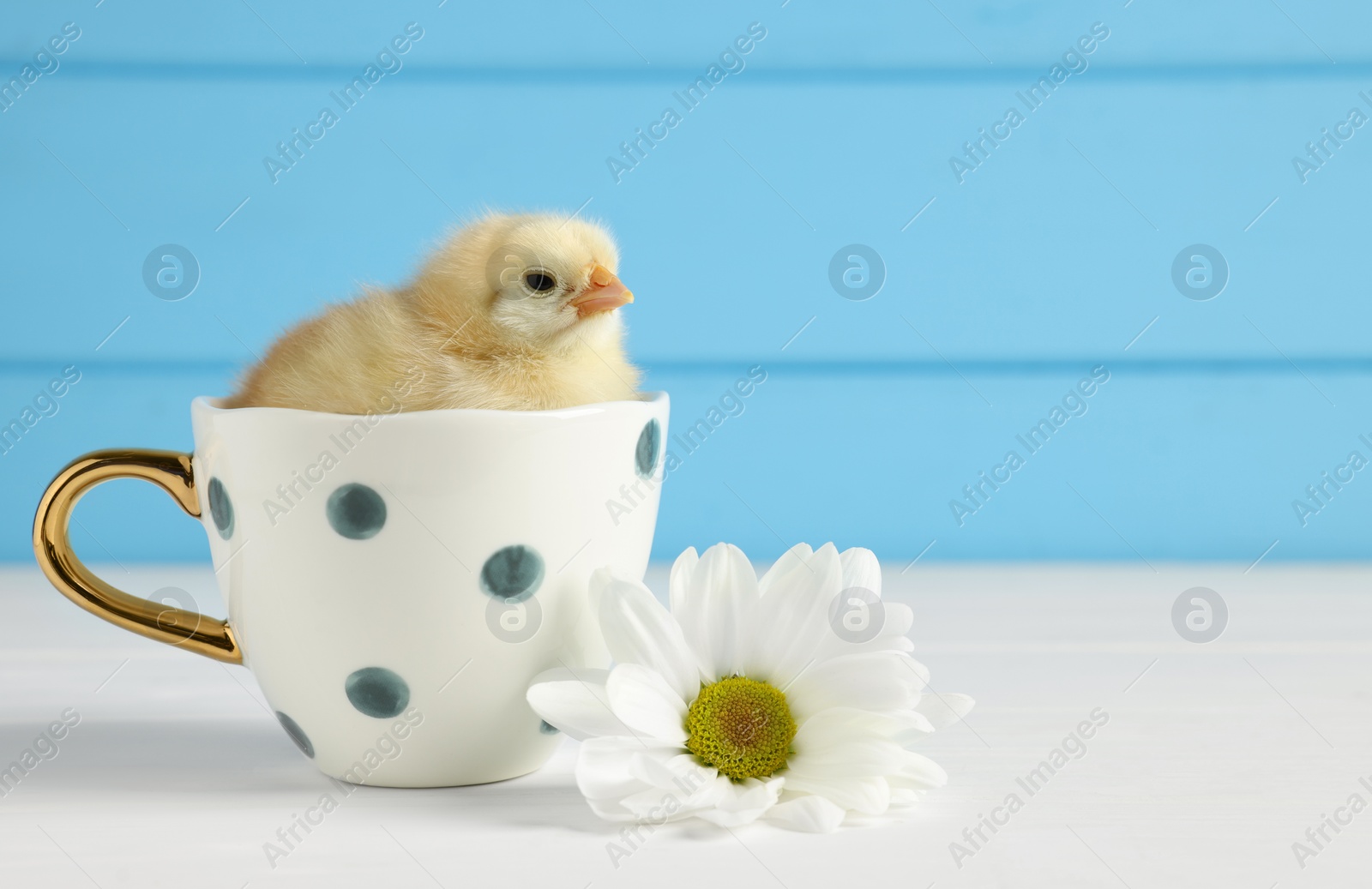 Photo of Cute chick in cup and beautiful chrysanthemum flower on white wooden table, closeup with space for text. Baby animal