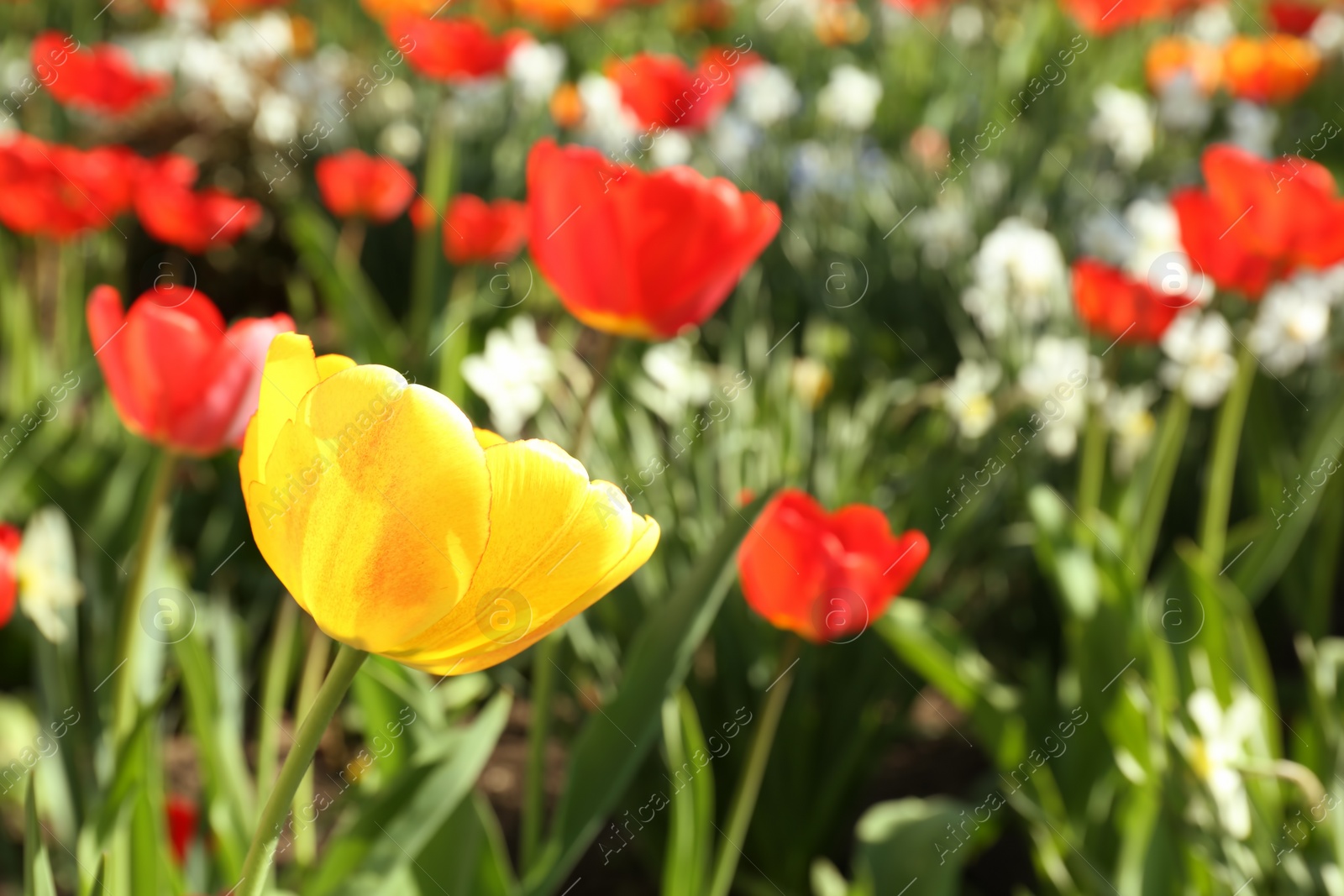 Photo of Beautiful blossoming tulips on sunny spring day outdoors