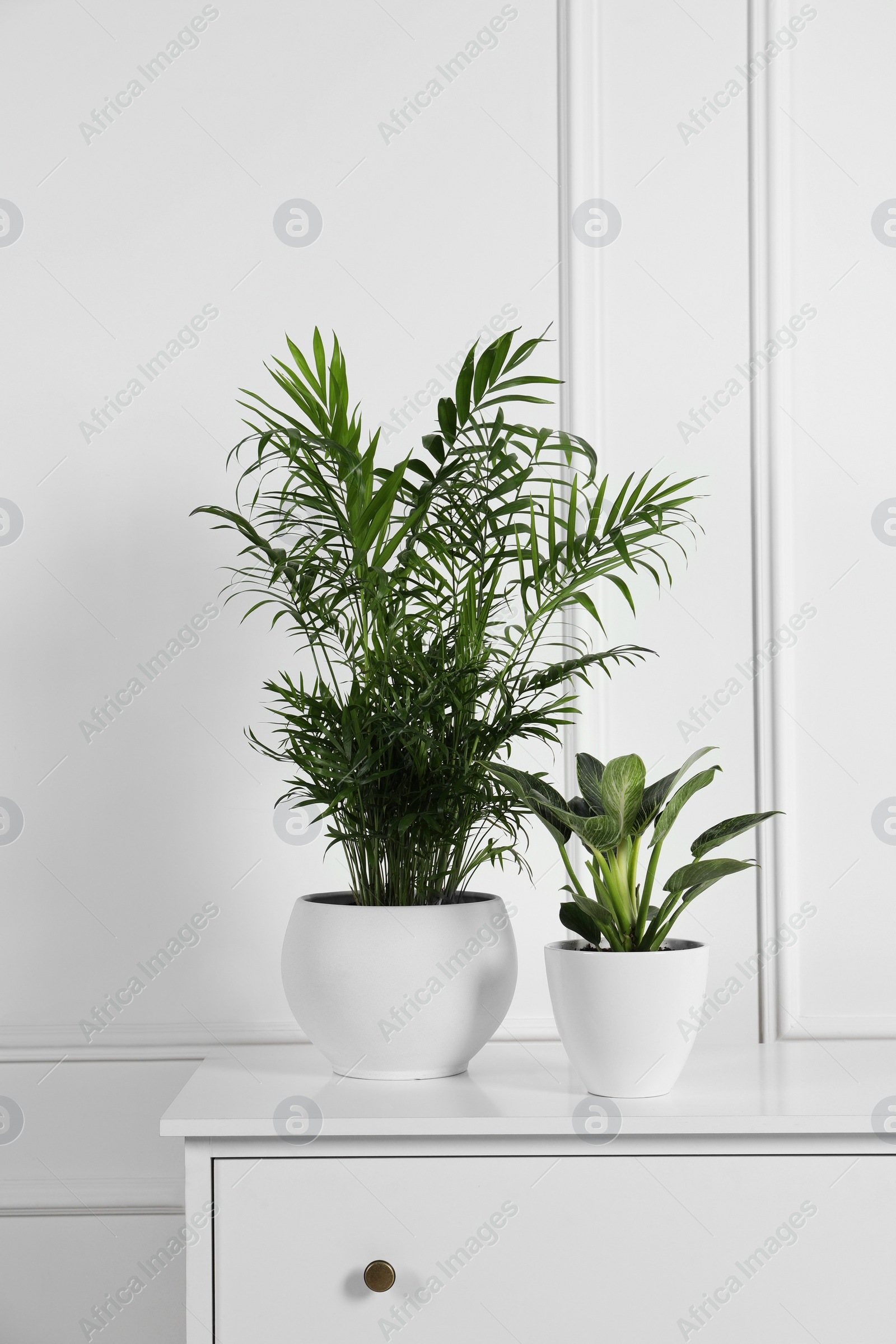 Photo of Different houseplants in pots on chest of drawers near white wall