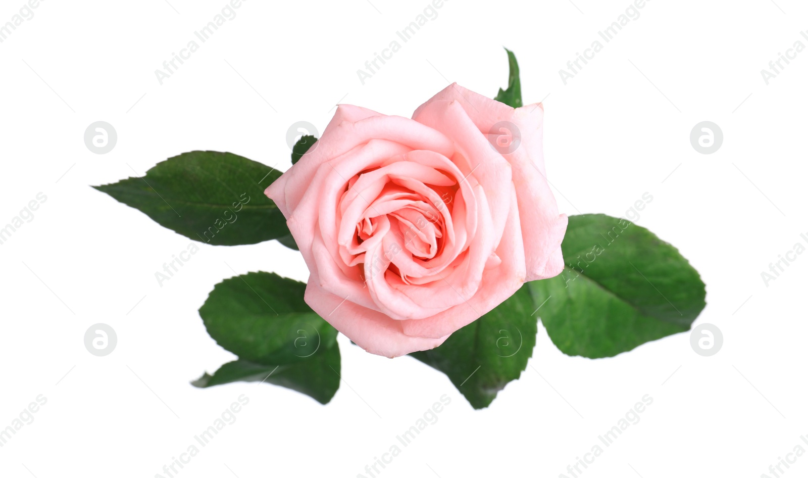 Photo of Blooming pink rose isolated on white. Beautiful flower