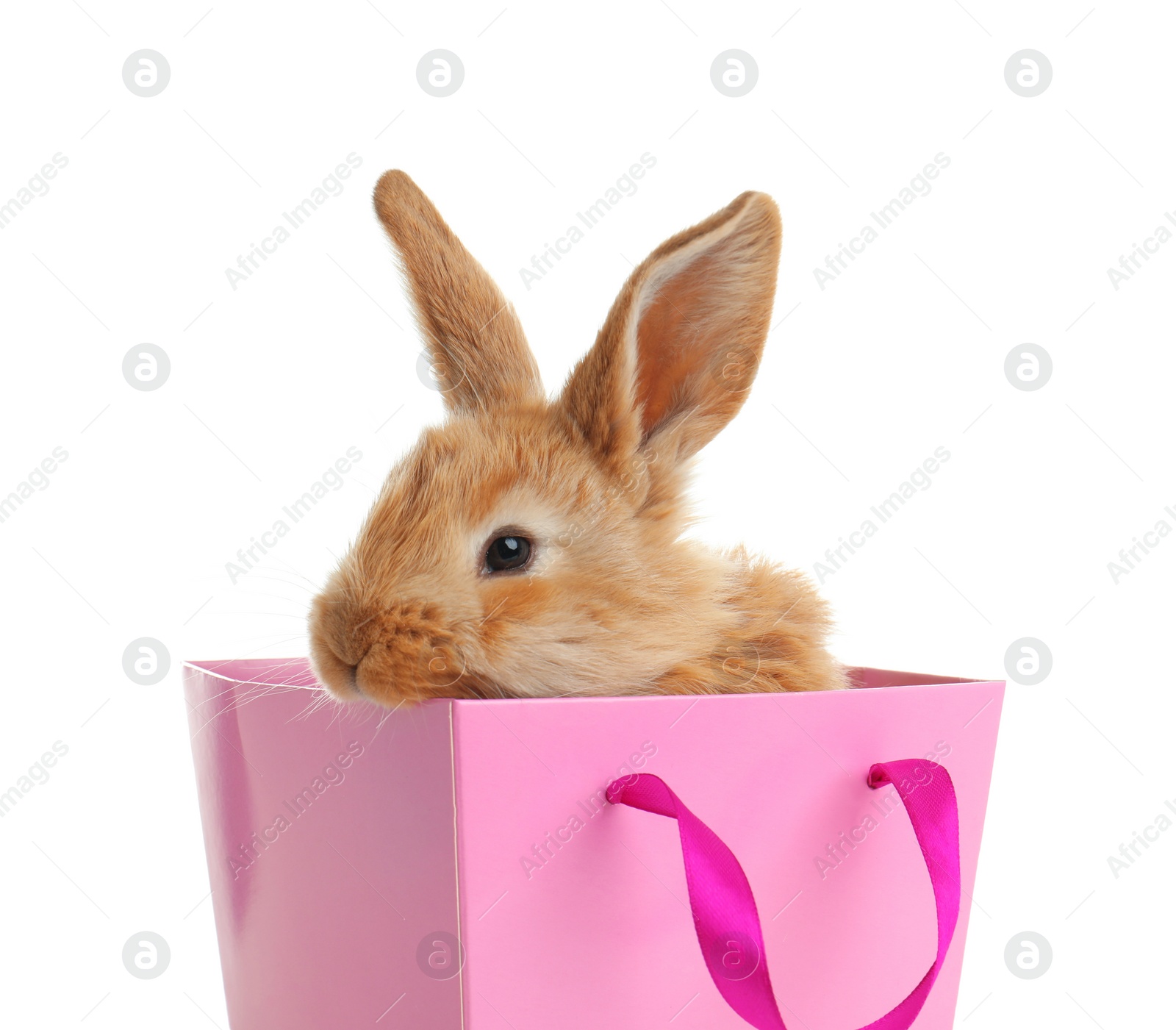 Photo of Adorable furry Easter bunny in gift paper bag on white background