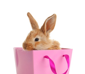 Adorable furry Easter bunny in gift paper bag on white background