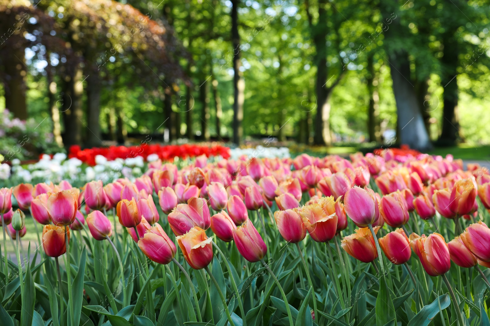 Photo of Many beautiful tulip flowers growing in park. Spring season