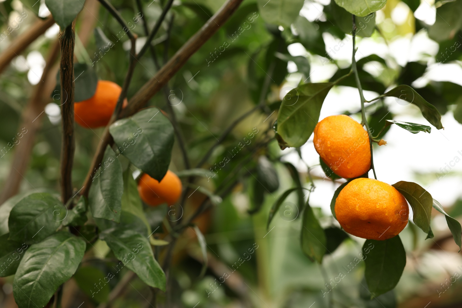 Photo of Tangerine tree with ripe fruits in greenhouse