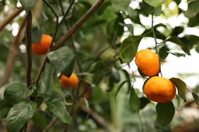 Photo of Tangerine tree with ripe fruits in greenhouse