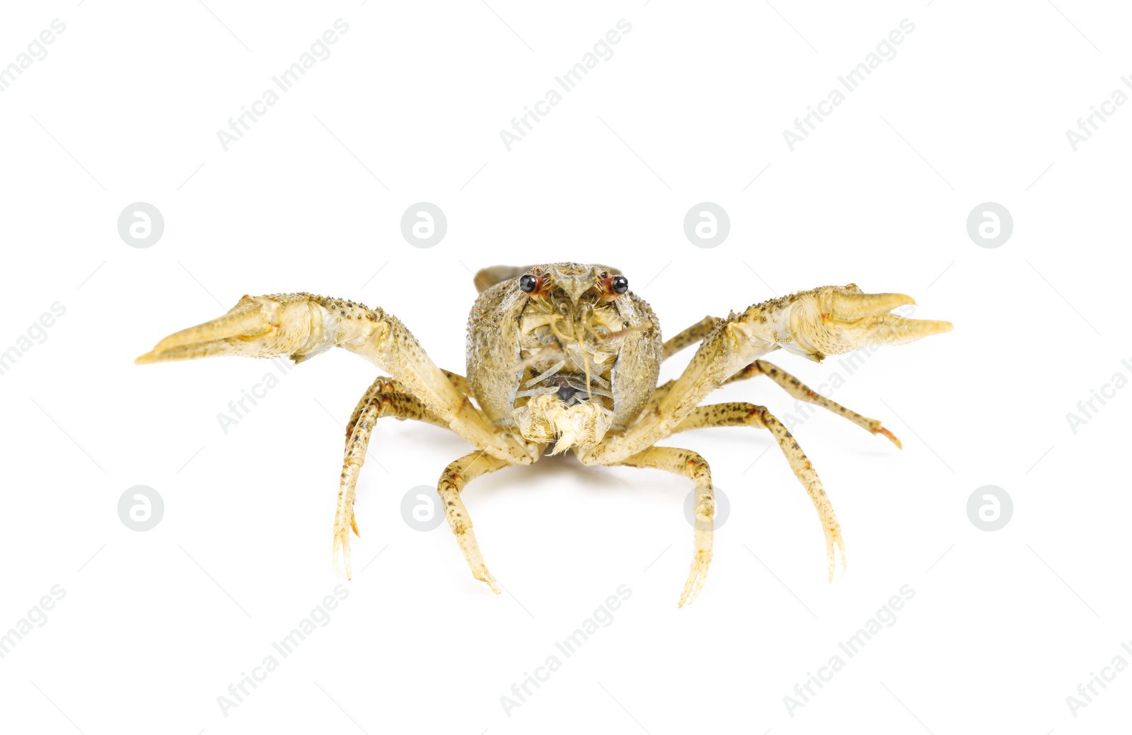 Photo of Fresh raw crayfish isolated on white. Healthy seafood