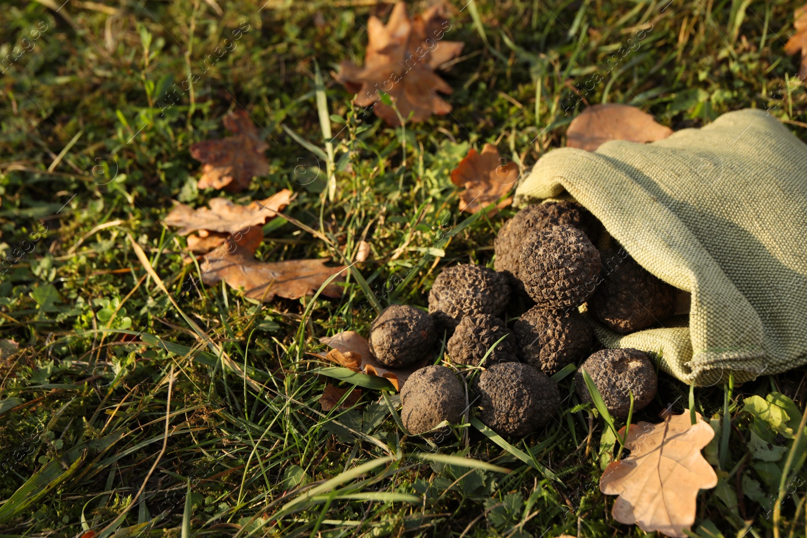 Photo of Bag with fresh truffles on green grass, space for text