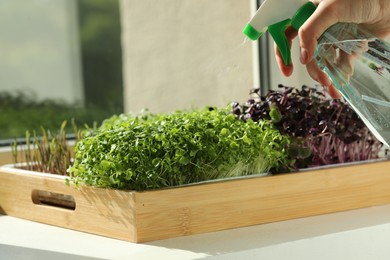 Photo of Woman spraying different fresh microgreens in wooden crate at windowsill indoors, closeup