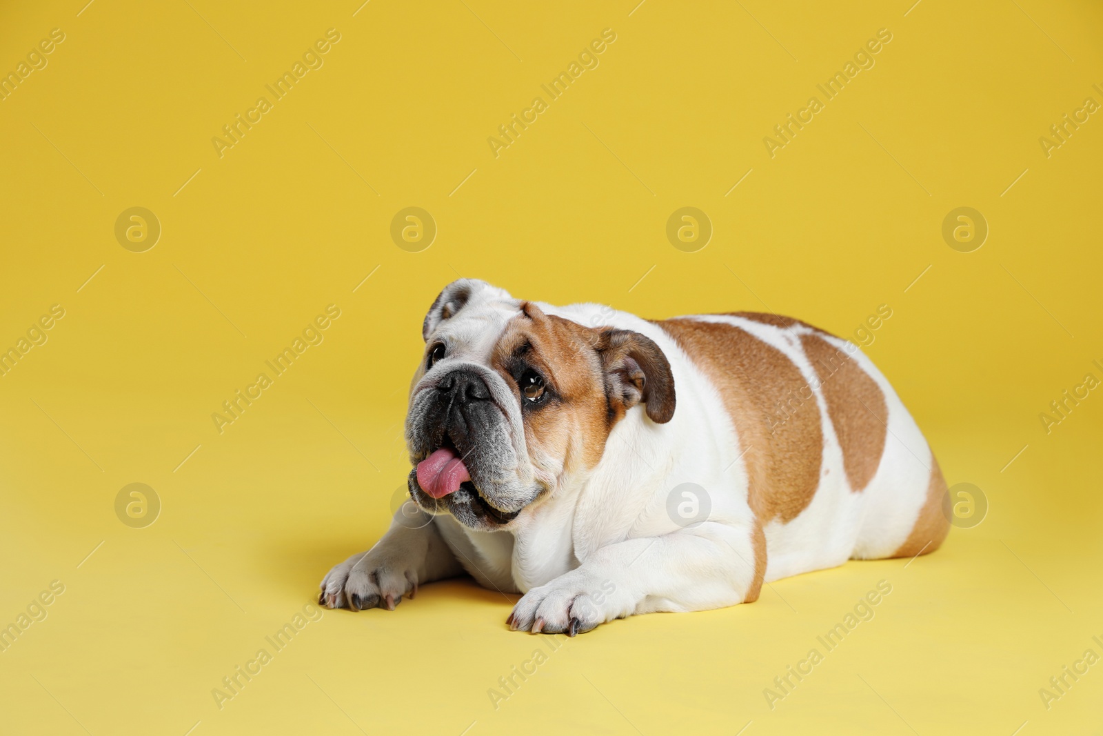 Photo of Adorable funny English bulldog on yellow background
