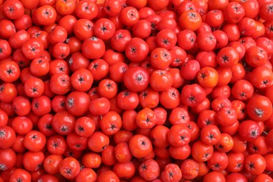 Photo of Top view of many red rowan berries as background, closeup