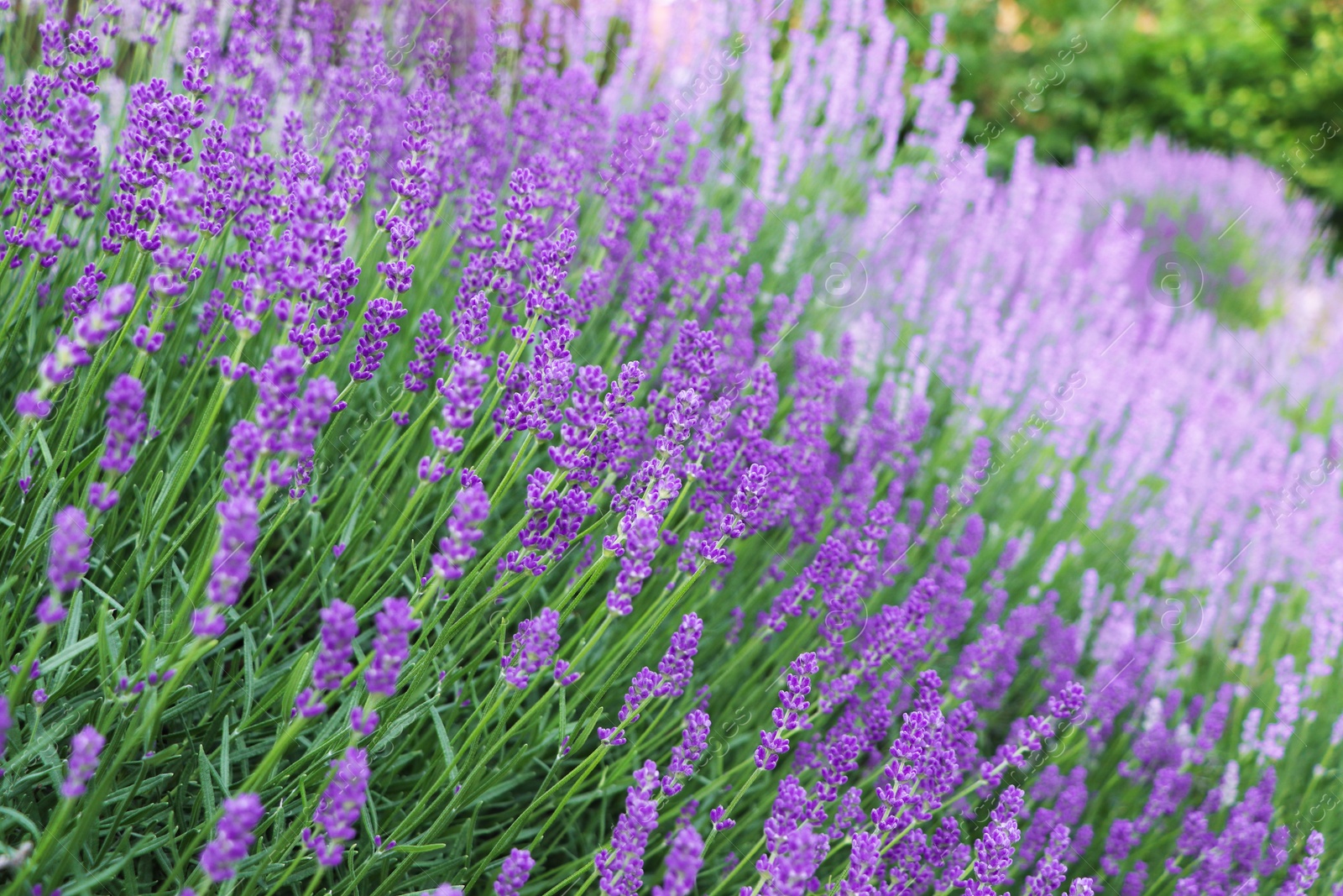 Photo of Beautiful blooming lavender plants growing in field