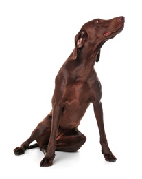 Photo of German Shorthaired Pointer dog on white background