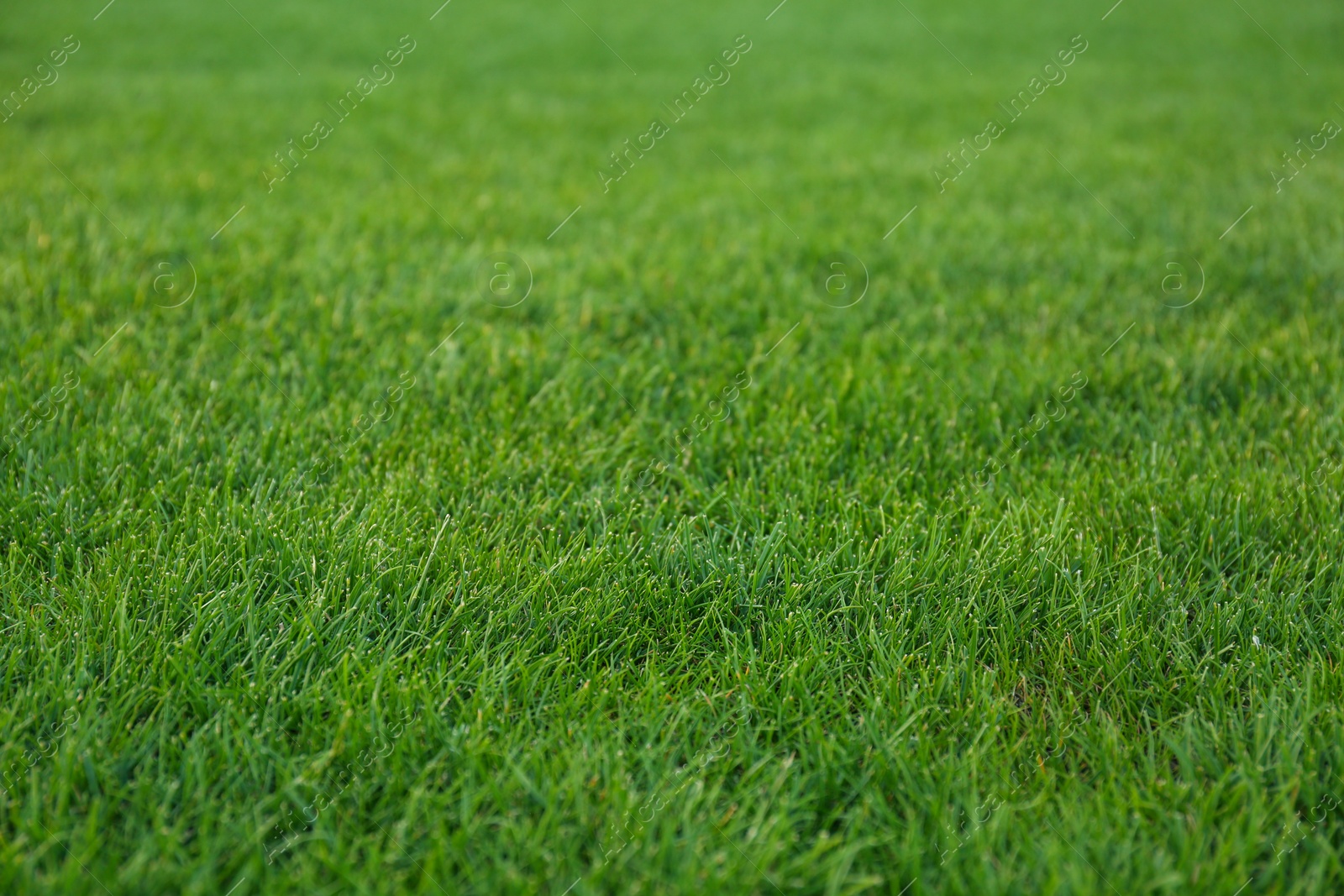 Photo of Green lawn with fresh grass as background