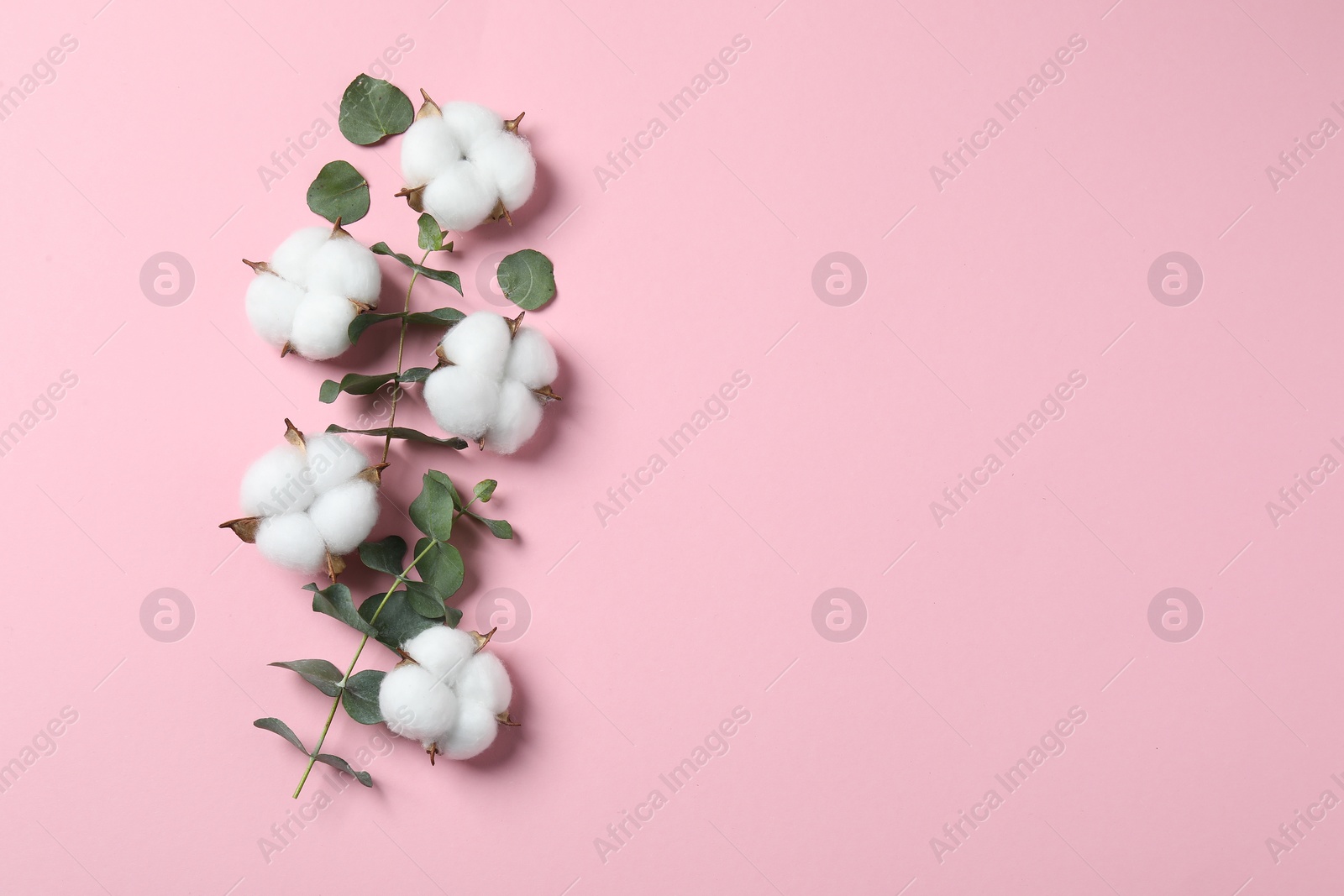 Photo of Cotton flowers and eucalyptus leaves on pink background, flat lay. Space for text