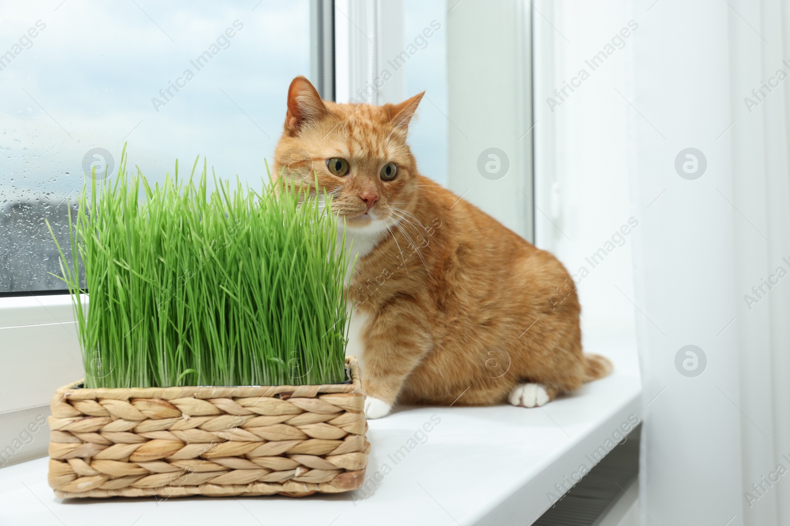 Photo of Cute ginger cat near green grass on windowsill indoors