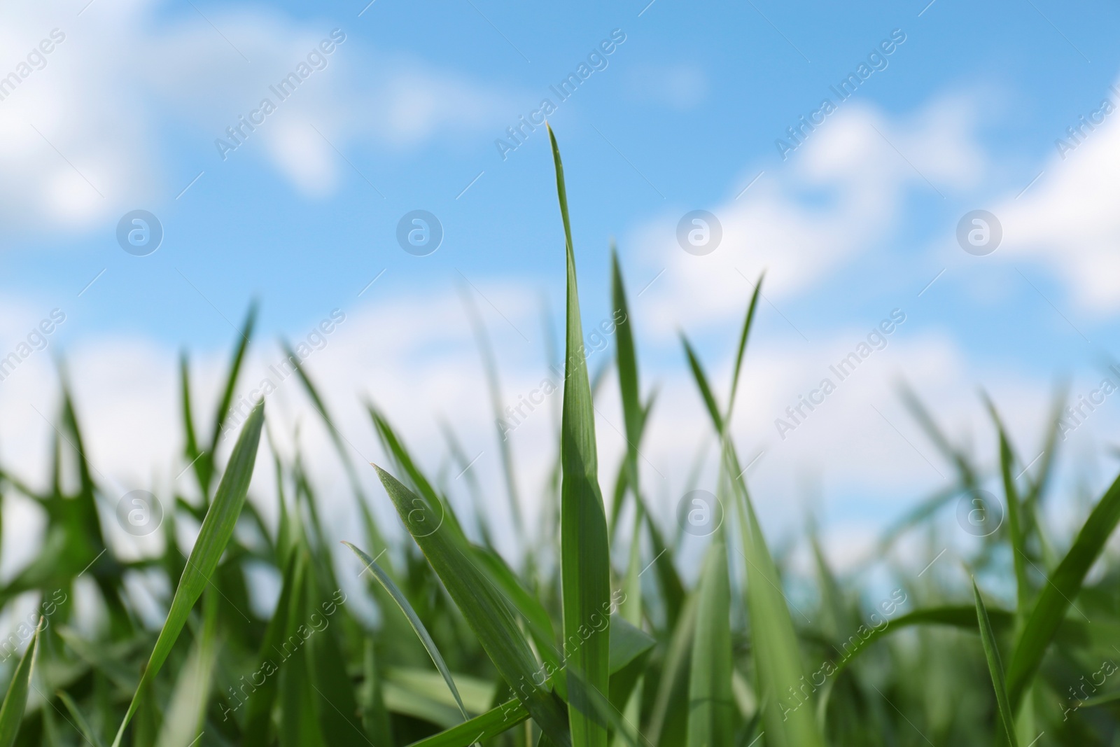 Photo of Beautiful agricultural field with ripening cereal crop outdoors, closeup