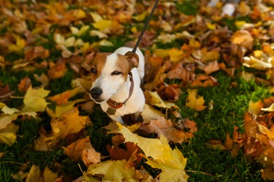 Photo of Adorable Jack Russell Terrier on fallen leaves outdoors. Dog walking