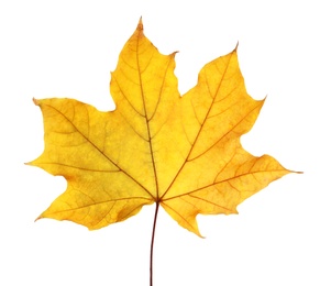 Photo of Beautiful autumn leaf on white background. Fall foliage