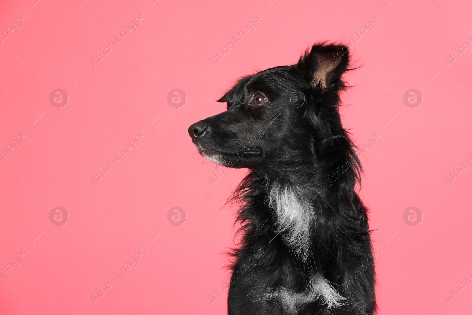 Photo of Cute long haired dog on pink background