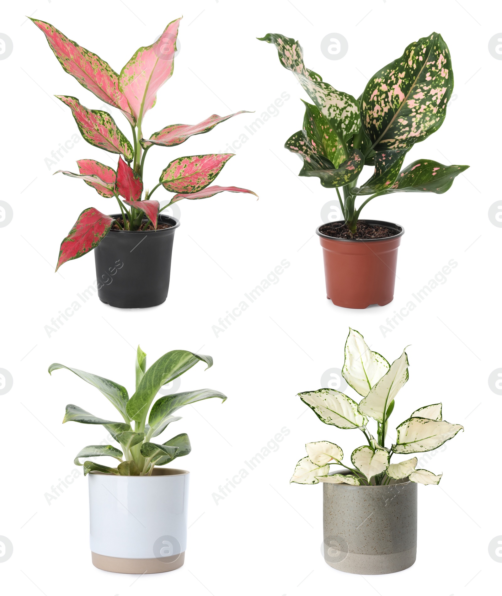 Image of Set of Aglaonema plants for house on white background